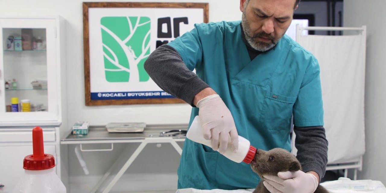 Bitkin halde bulunan ayı yavrusu koruma altına alındı