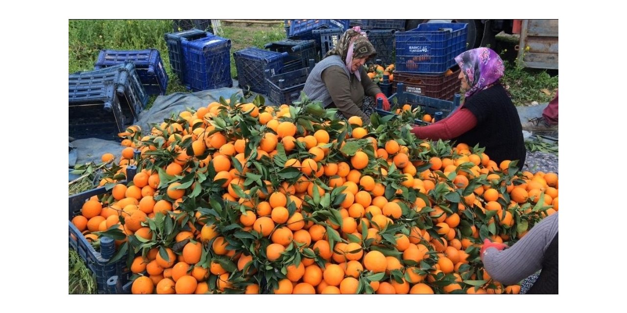 Narenciyeyi soğuk değil dedikodusu vurdu