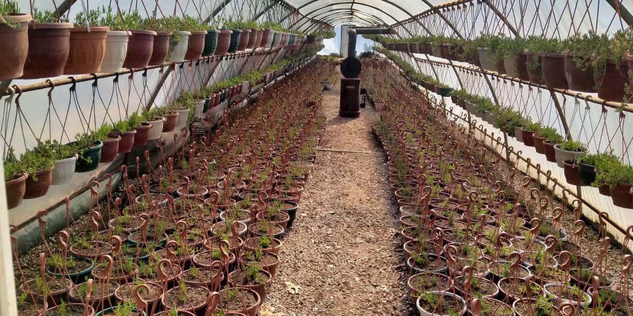 Kırıkkale'de park ve bahçelere yaz bakımı