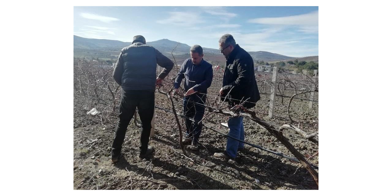 Kilis’te çiftçilere bağ budama teknikleri eğitimi
