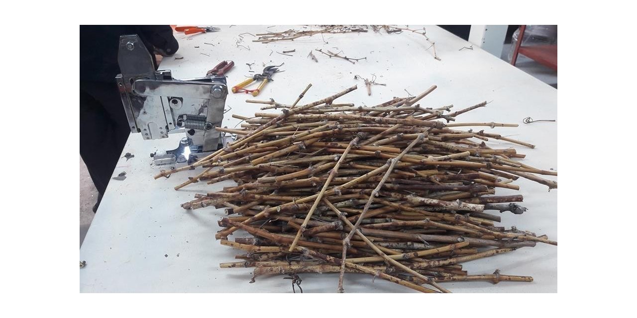 Coğrafi işaretli ’Delice beyazı üzüm’den 150 bin adet üretilecek