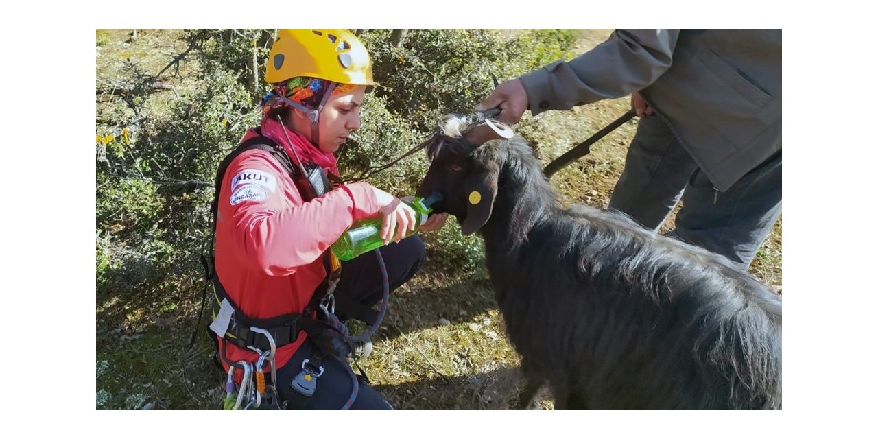 Sarp kayalıklarda AKUT’tan keçi kurtarma operasyonu