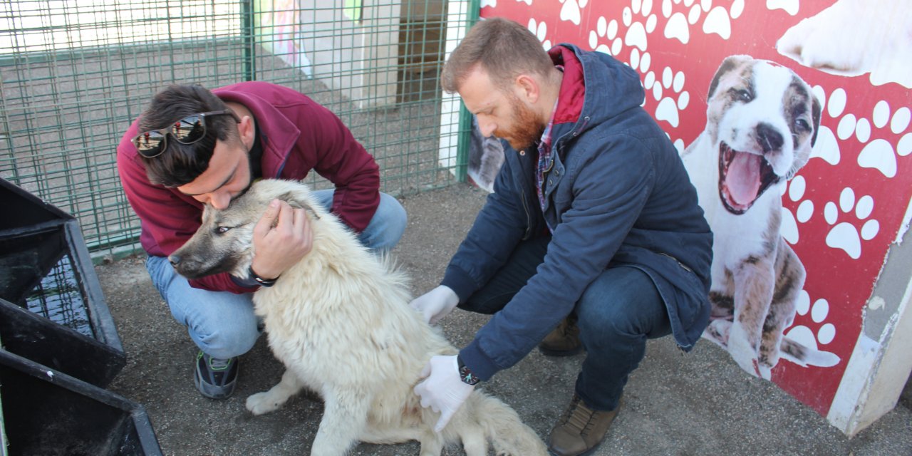 Felçli köpeği sahiplenmek için yüzlerce kilometre yol katetti