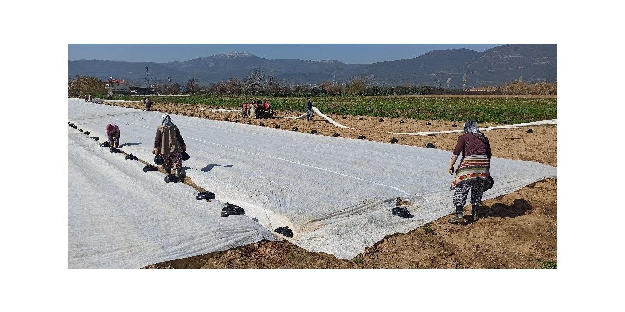 Patates üreticisi don tehlikesine karşı ürünlerini elyaf örtüyle kapladı