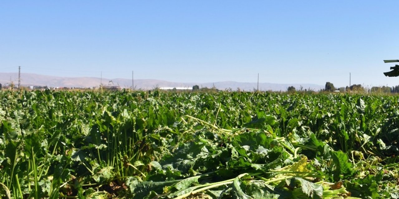 Samsun’da şeker pancarı üretimi 430 bin tondan 66 bin tona düştü