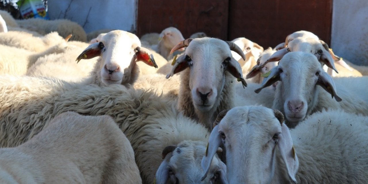 Bu koyun, üreticisine az maliyetle çok verim elde ettiriyor