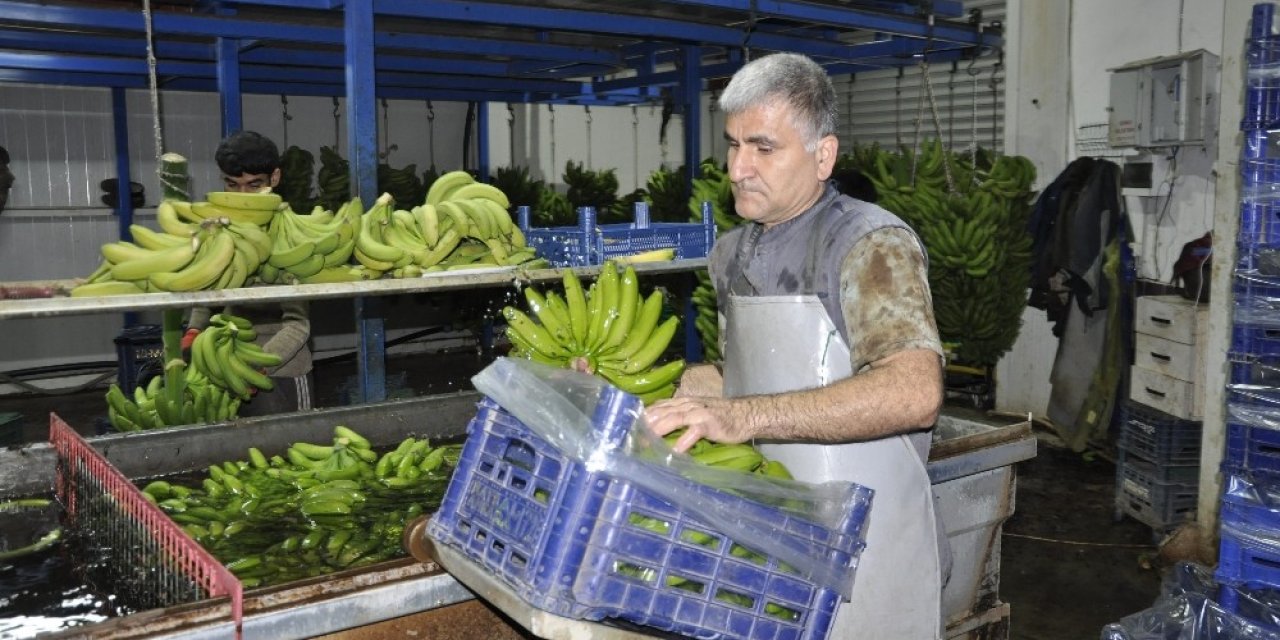 İthal muz yerli muzun fiyatını düşürdü