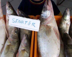 'Senatör', bu yıl Beyşehir'de kayıp