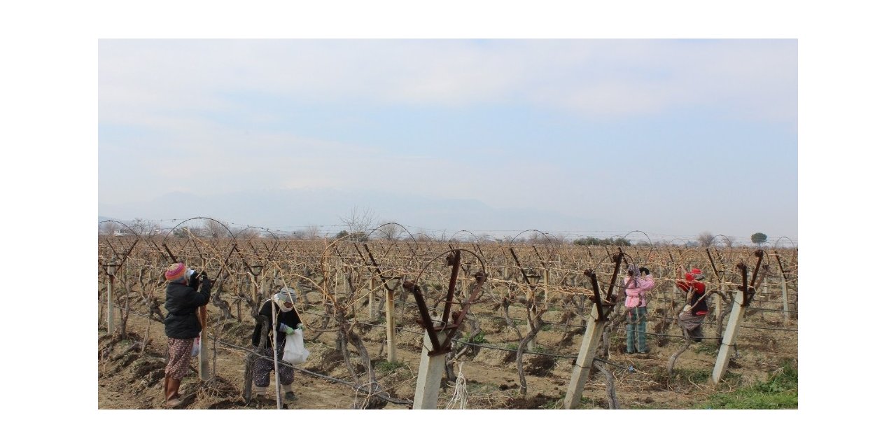 Manisa’da bağlarda Ölükol hastalığına karşı mücadele seferberliği