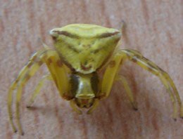 Örümceğin sırtındaki yüz şekli şok etti