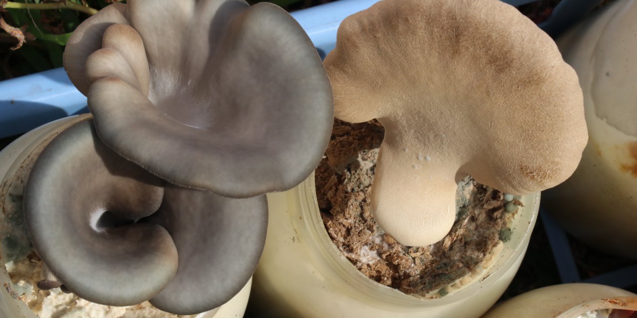 Ekonomik değeri olan iki doğal mantar çeşidi için tescil başvurusu