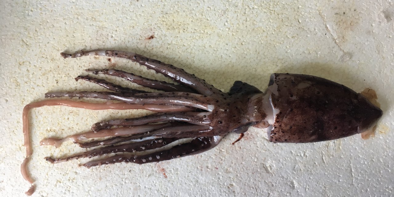 Türkiye kıyılarında yakalanan "Akdeniz'in mücevheri" heyecanlandırdı