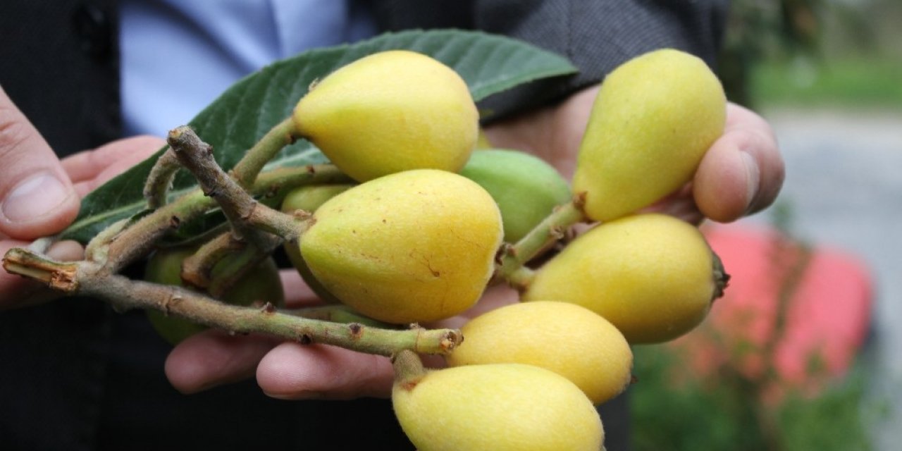 İlk hasat yapıldı, tezgahlarda kilogramı 50 TL’den yerini aldı