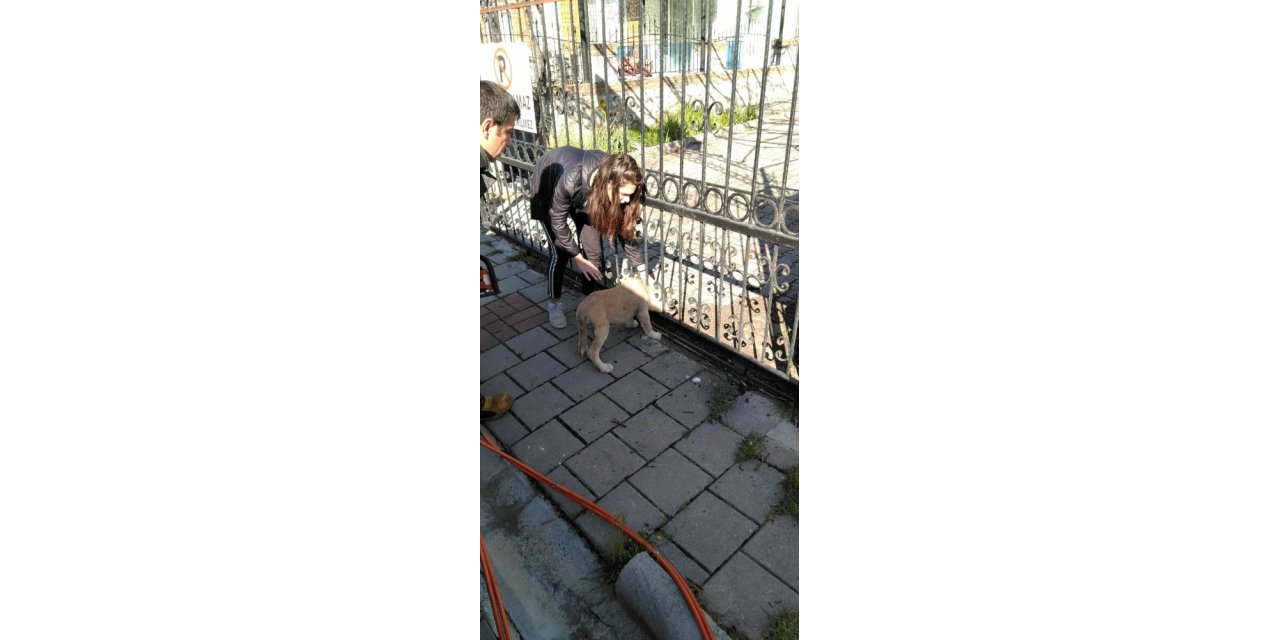 Kafası demir korkuluklara sıkışan yavru köpeği itfaiye kurtardı