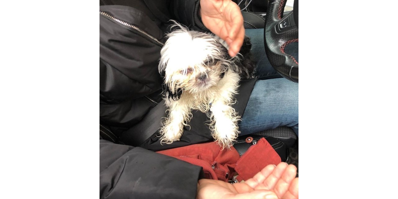 Hasta köpeği 14 saat arabada tutan veterinere hayvanseverlerden tepki
