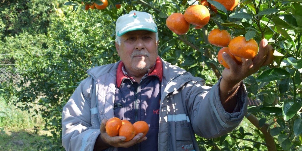 Antalya’da yaz ayında dalından mandalina üretimi