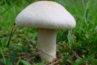 Kulu'da İlk Ticari Mantar Üretimi Yapıldı