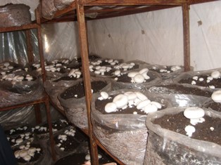 400 lira ile başladı yüzde 40 verim aldı