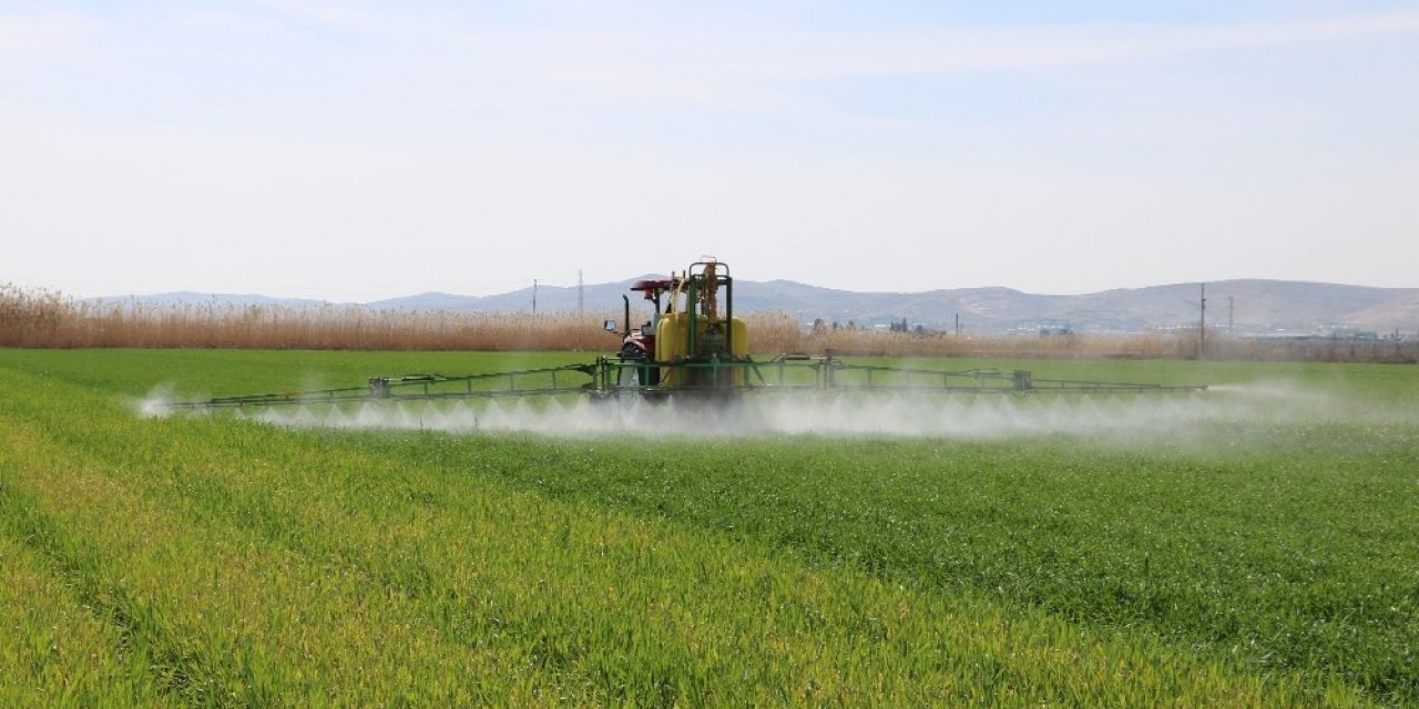 Pamuk hasadı sonrası boş kalan tarla çiftçiyi zengin ediyor
