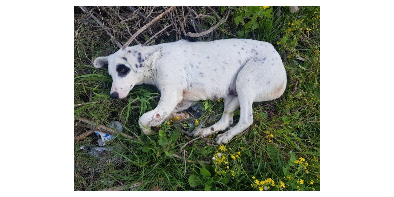 Anne köpeği ayağından vurdular