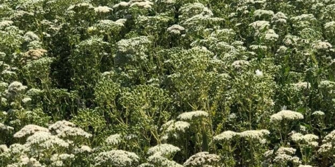 Türkiye 108 ülkeye kekik ihraç etti