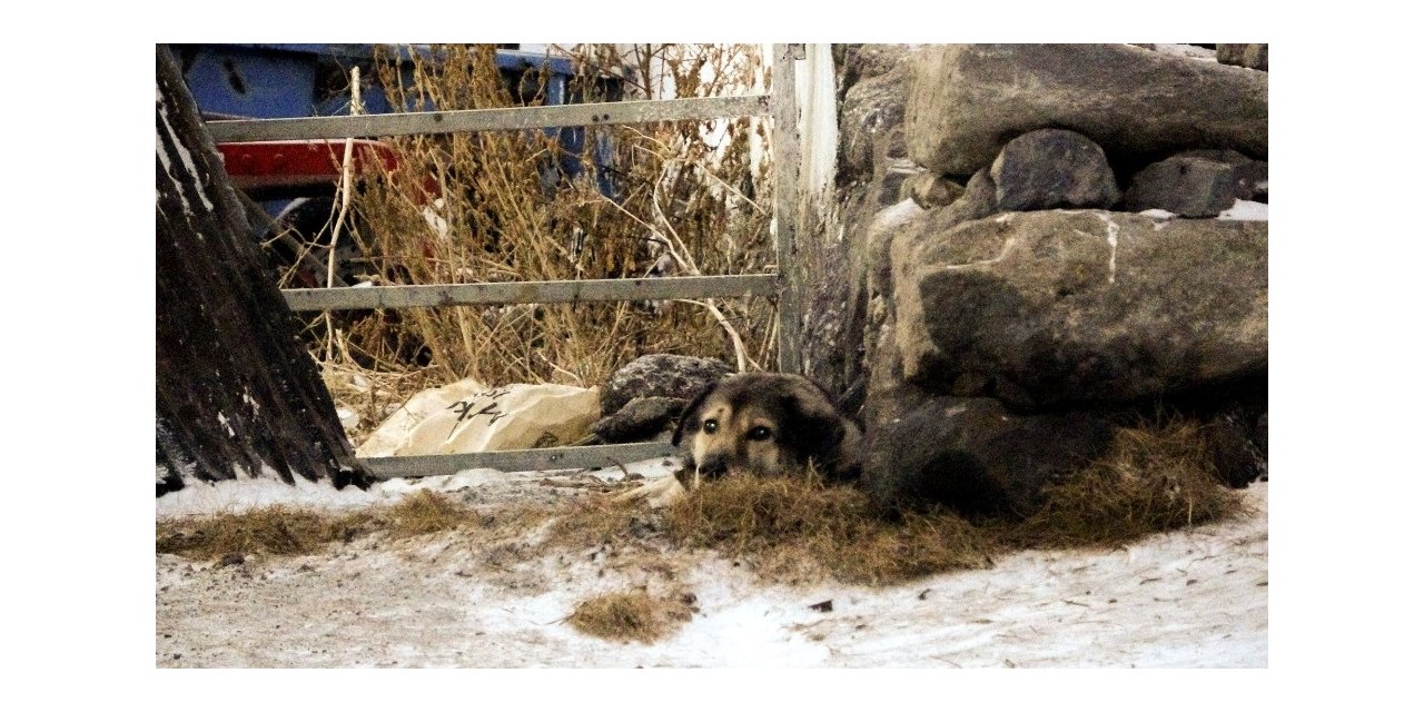 Köye inen iki kurt köpeğe saldırdı