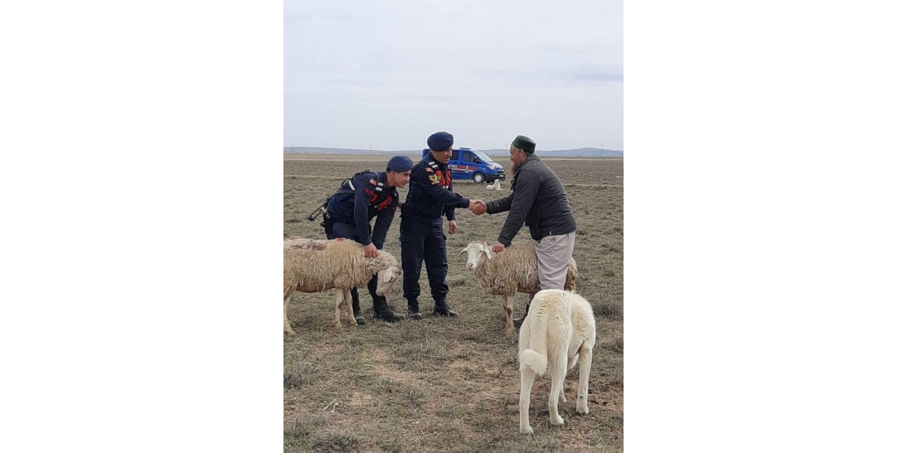 Rus koyun hırsızı yakalandı