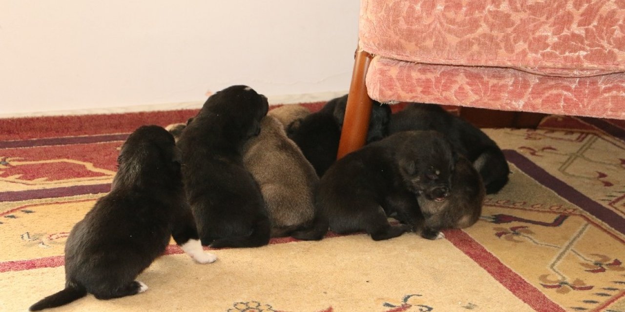 Toprak yığınları arasında mahsur kalan 9 yavru köpeği Akut ekipleri kurtardı