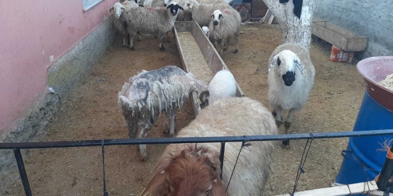 Ankara jandarması çalınan hayvanları Konya’da buldu
