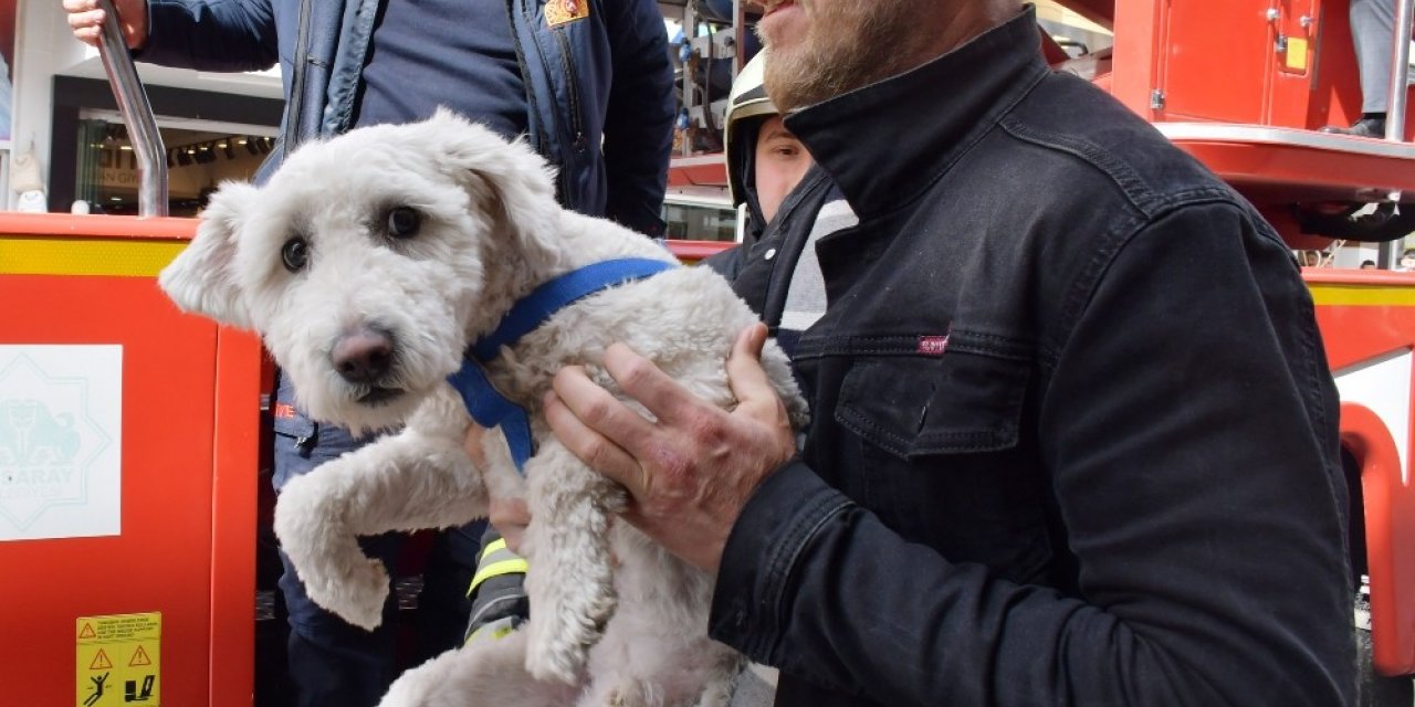 Balkonda mahsur kalan yavru köpeği itfaiye kurtardı