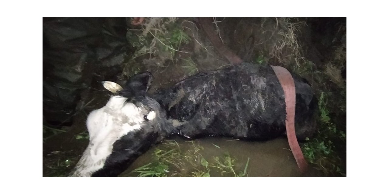 Çamura saplanan iki ineği itfaiye kurtardı