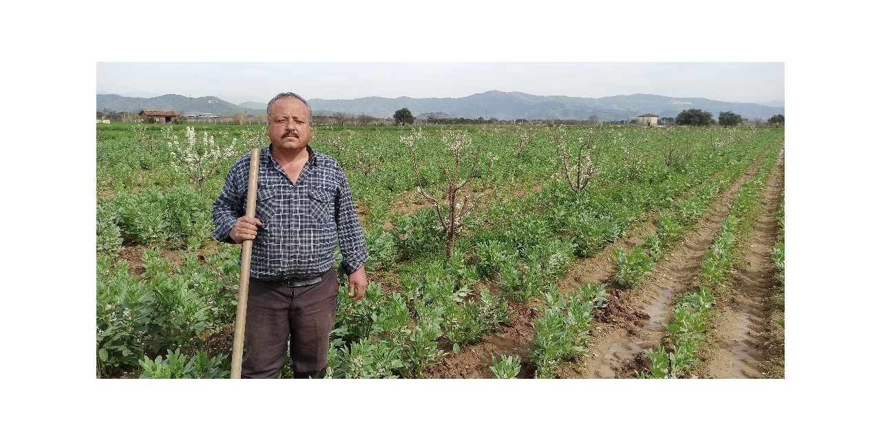Taze baklanın hasadı gecikti, nisan ayında sofralarda