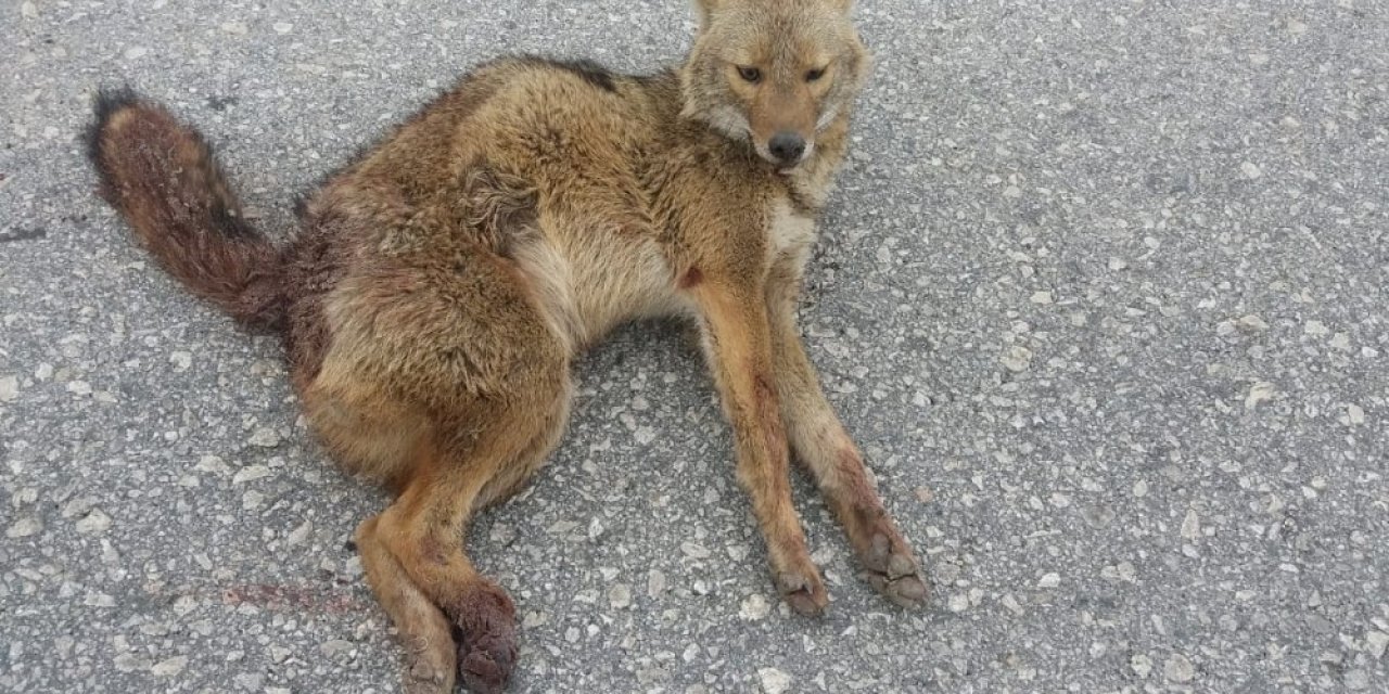 Adıyaman’da tilkiye otomobil çarptı