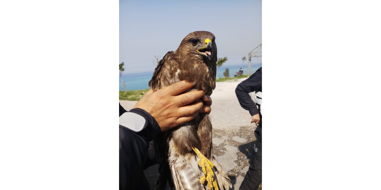 Hatay'da otomobilin çarptığı yaralı şahin tedaviye alındı