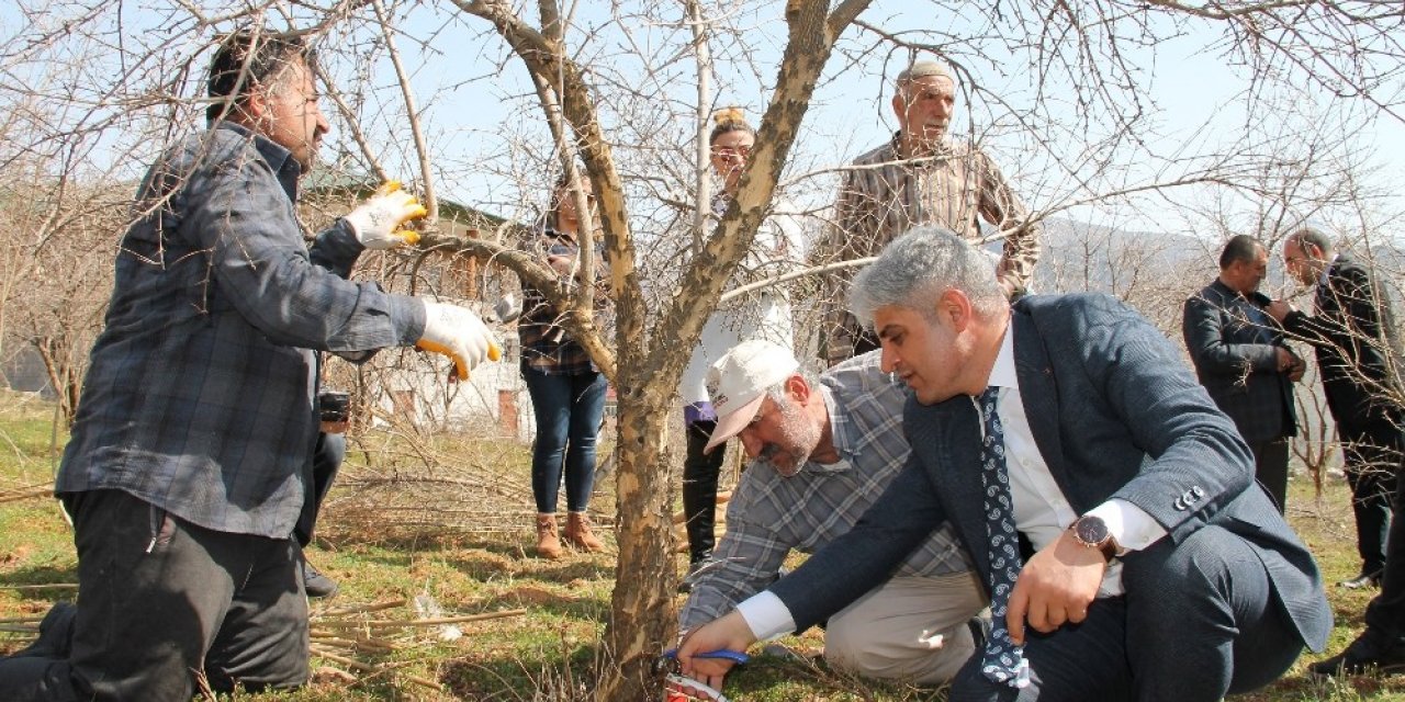 Bitlis ekonomisine katkı sunan nar ağacının budamasına başlanıldı
