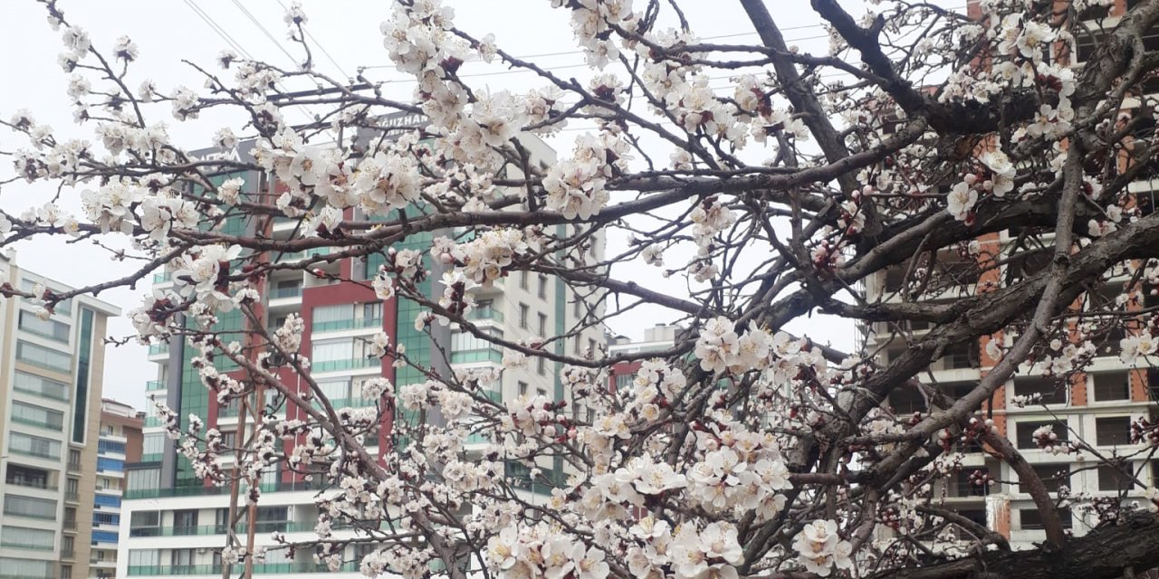 Konya'da kayısı ağaçları çiçek açtı!