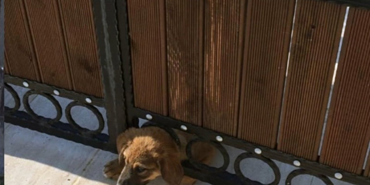 Yavru köpeği kurtarmak için seferber oldular