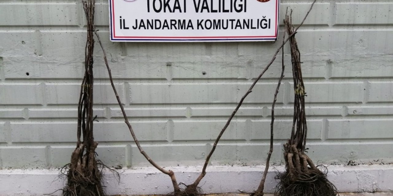 KGYS kayıtları incelenerek fidan hırsızı yakalandı