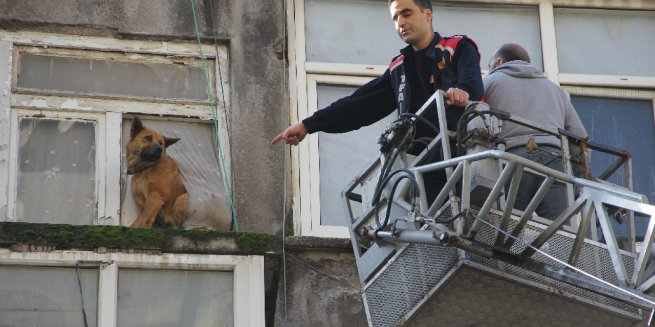 Sahipleri operasyonla gözaltına alındı, evde kalan köpekleri itfaiye kurtardı