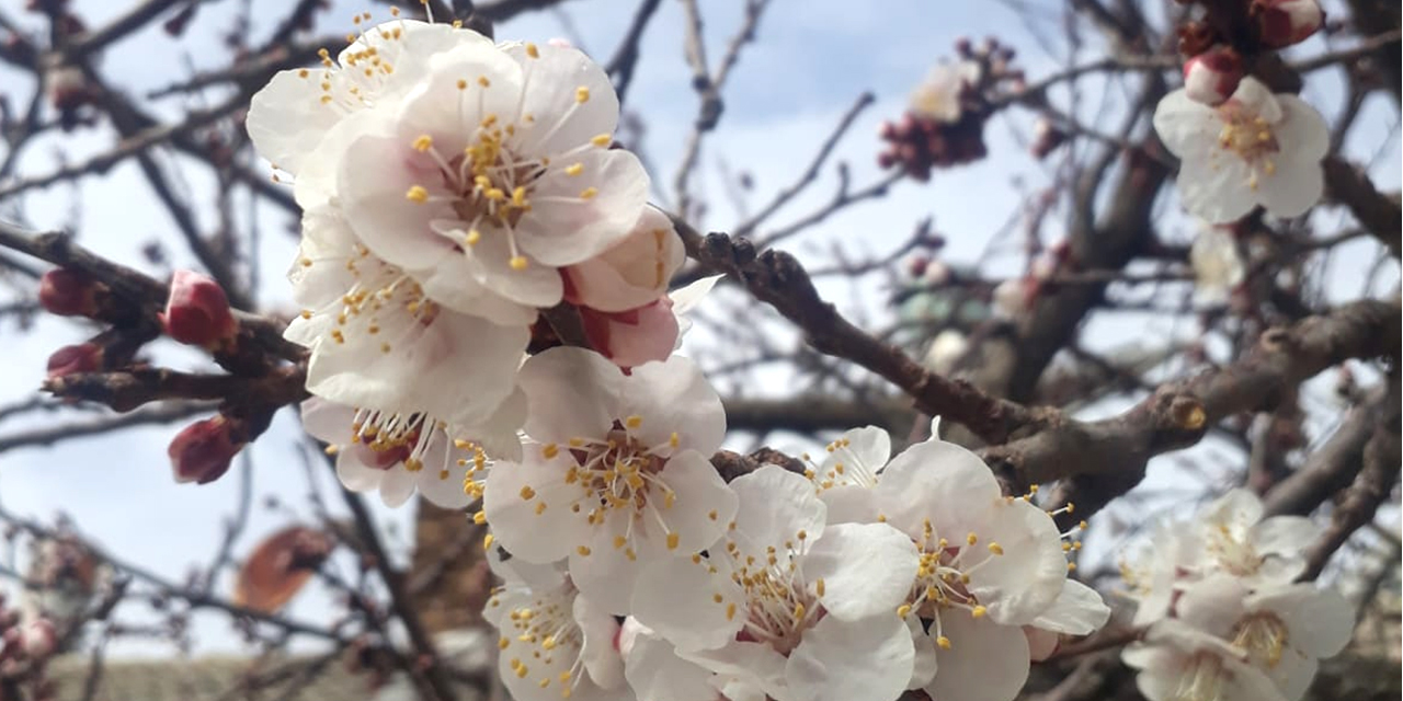 İç Anadolu'da 4 ilde zirai don uyarısı!