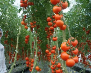 Suda domates yetiştiriyorlar