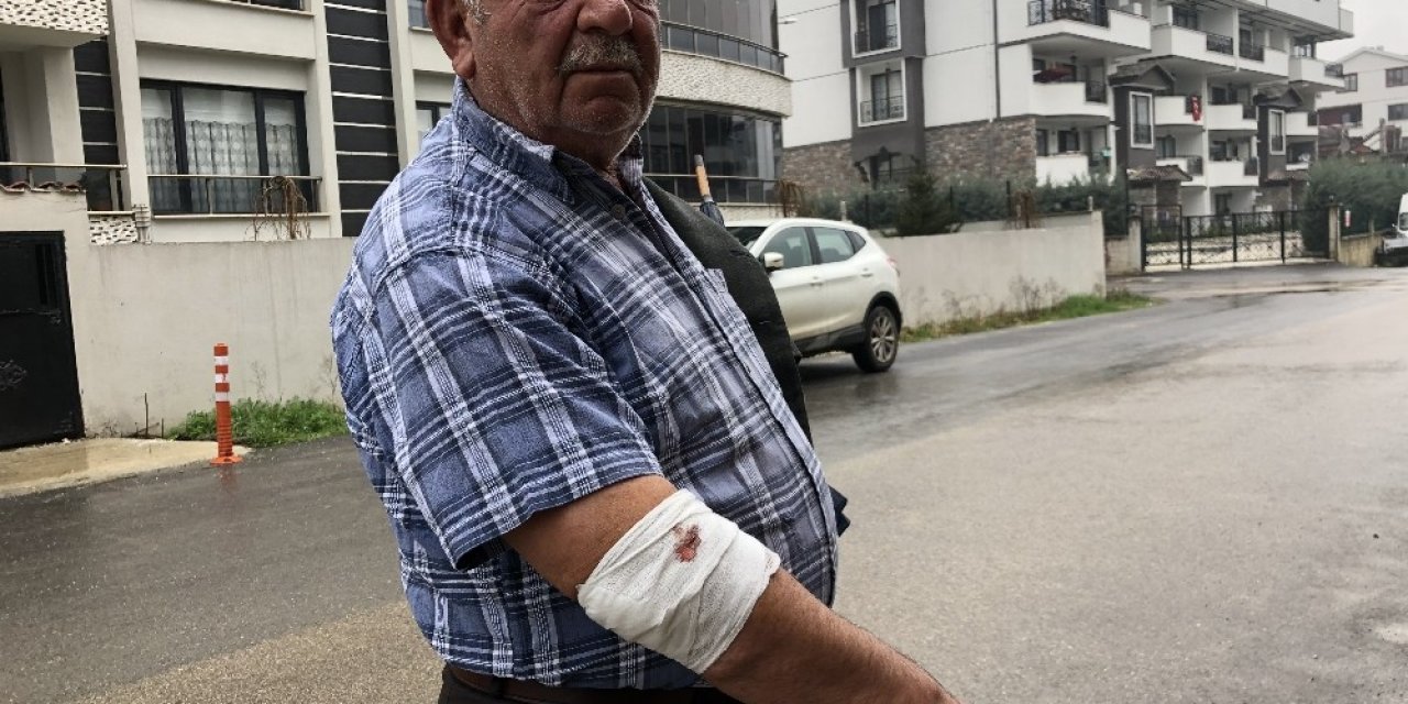 Başıboş köpekler yaşlı adama saldırdı, hastanelik etti