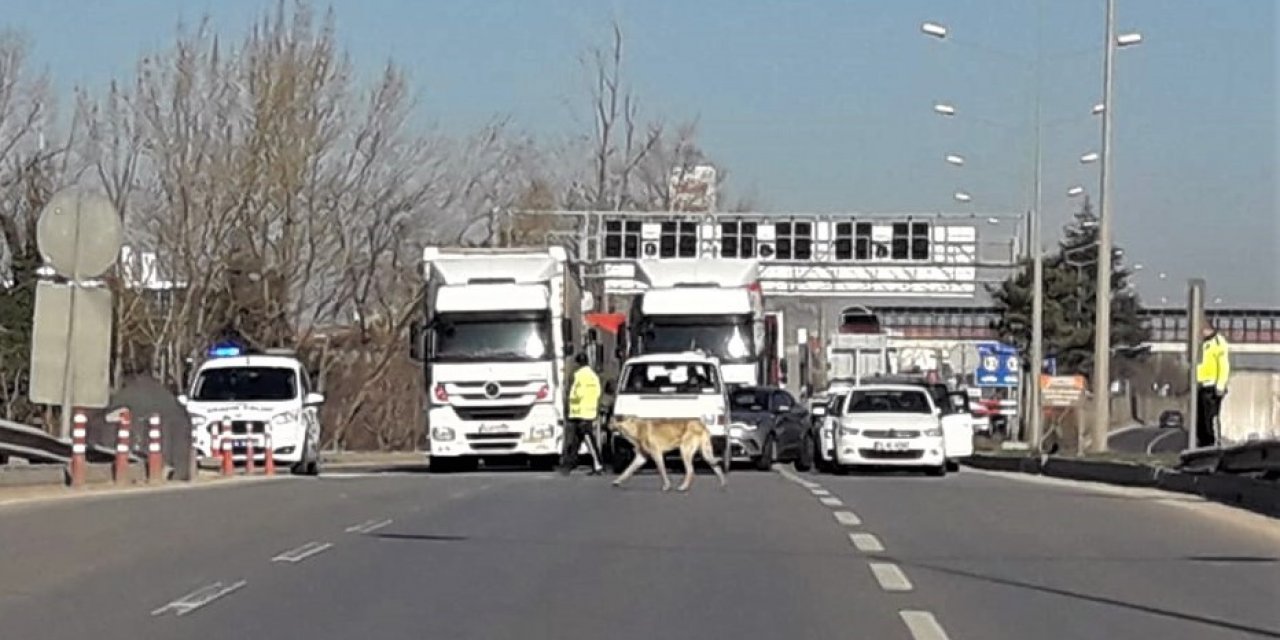 Köpeği yolu karşısına geçirmek için trafiği durdurdular