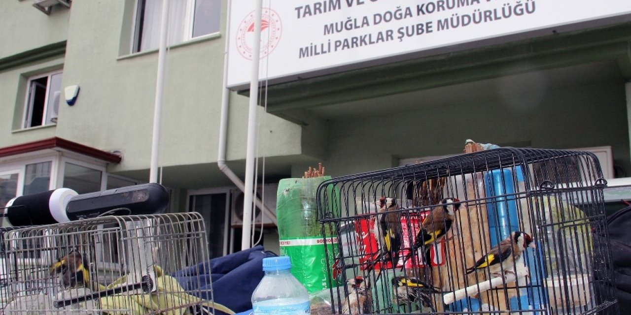 Tuzakla Saka kuşu avcılığına 10 bin TL ceza