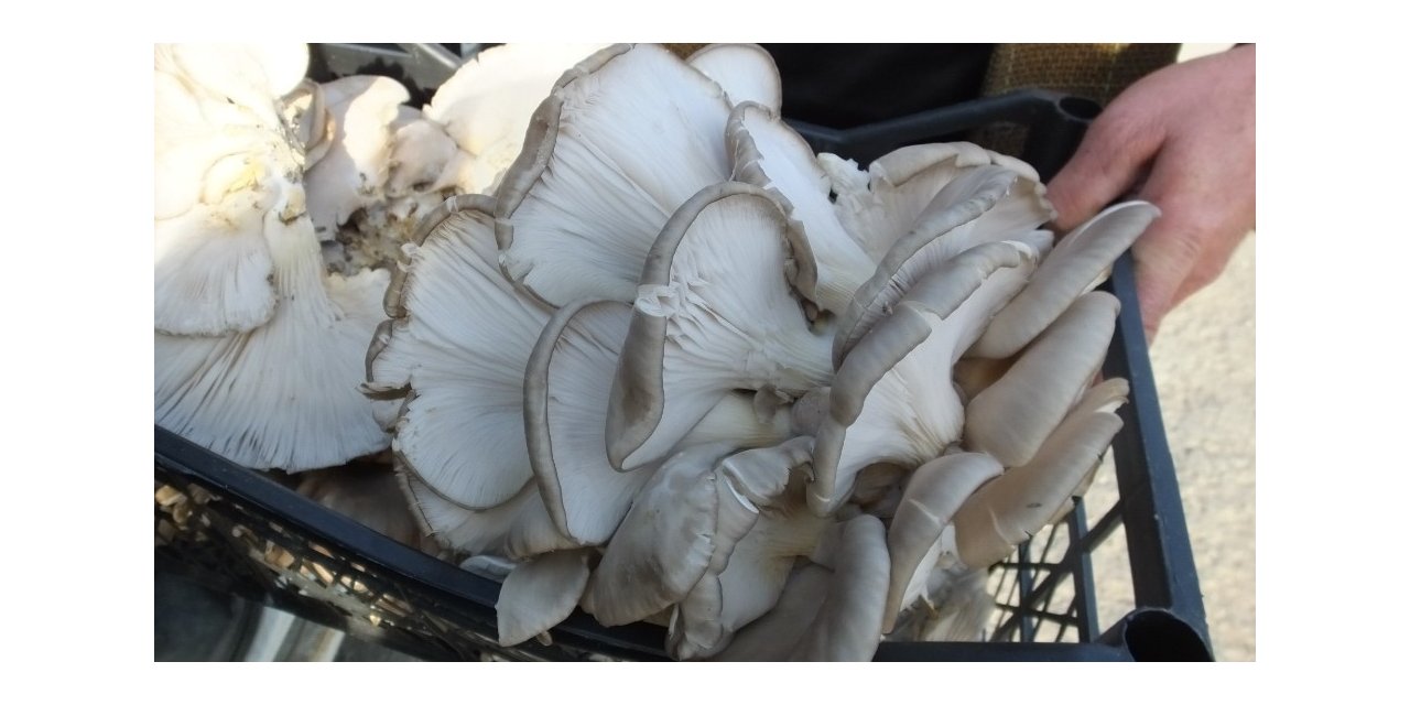 Emekli itfaiyeci, mantar üreticisi oldu