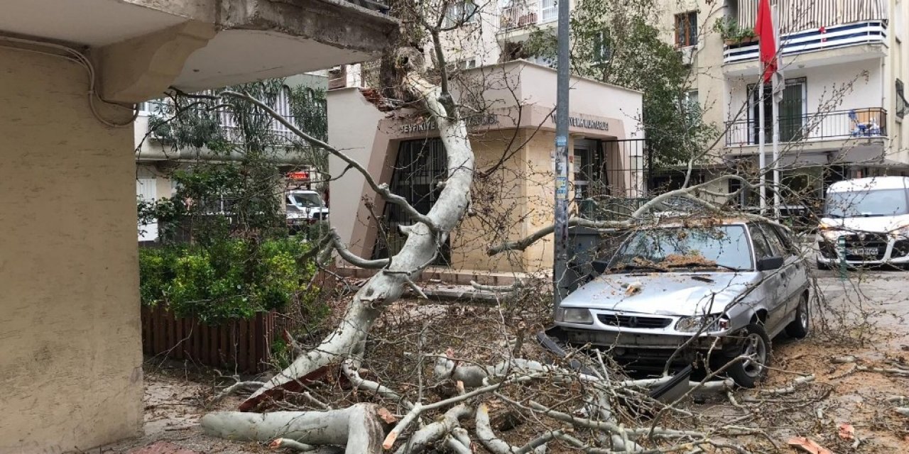 Çürüyen 250 yıllık çınar ağacı devrildi