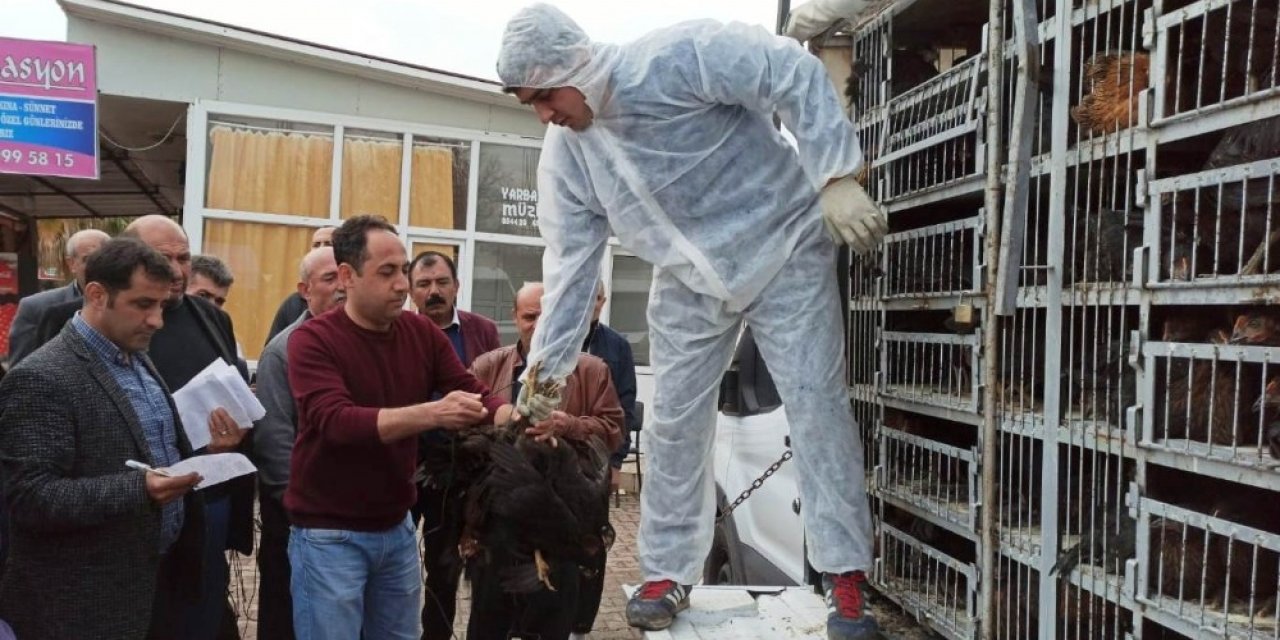 80 aileye yumurta tavuğu dağıtıldı