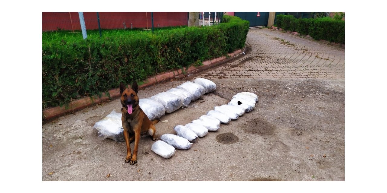 "Oscar" 49 kilo 700 gram esrar buldu