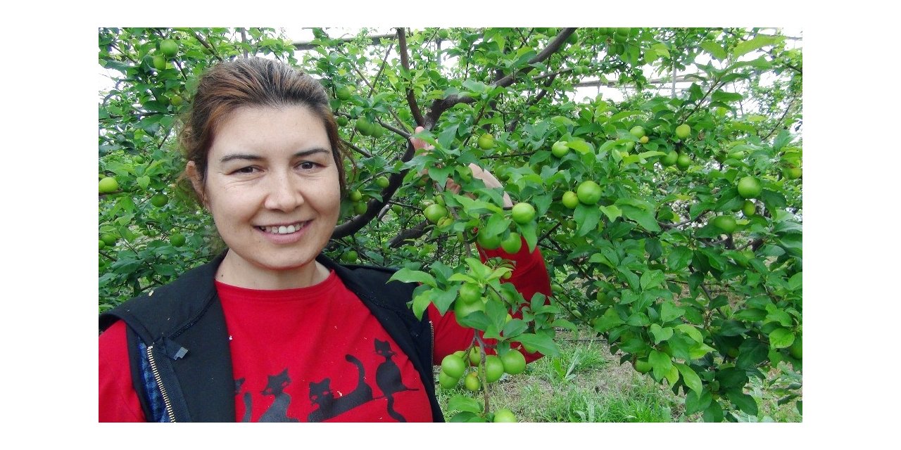 Silifke’de erik hasadı başladı