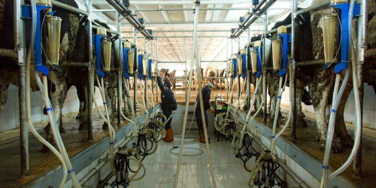 Amasya’da günlük 60 ton çiğ süt toplandı